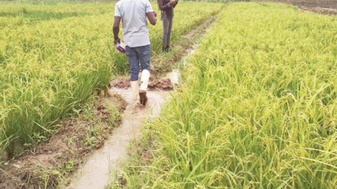 benue farmers walk around thier field