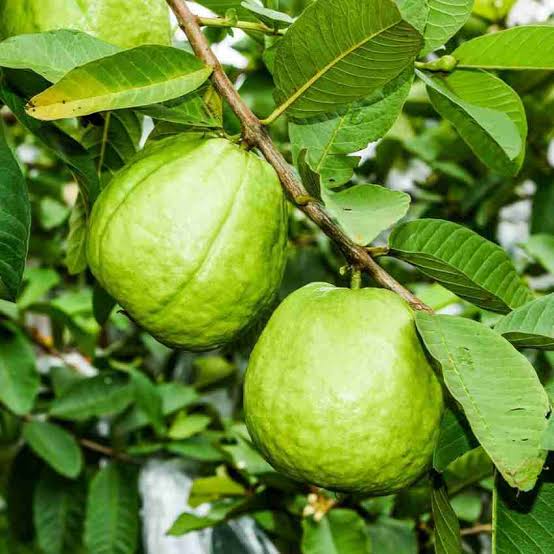 THE USES AND FUNCTIONS OF GUAVA