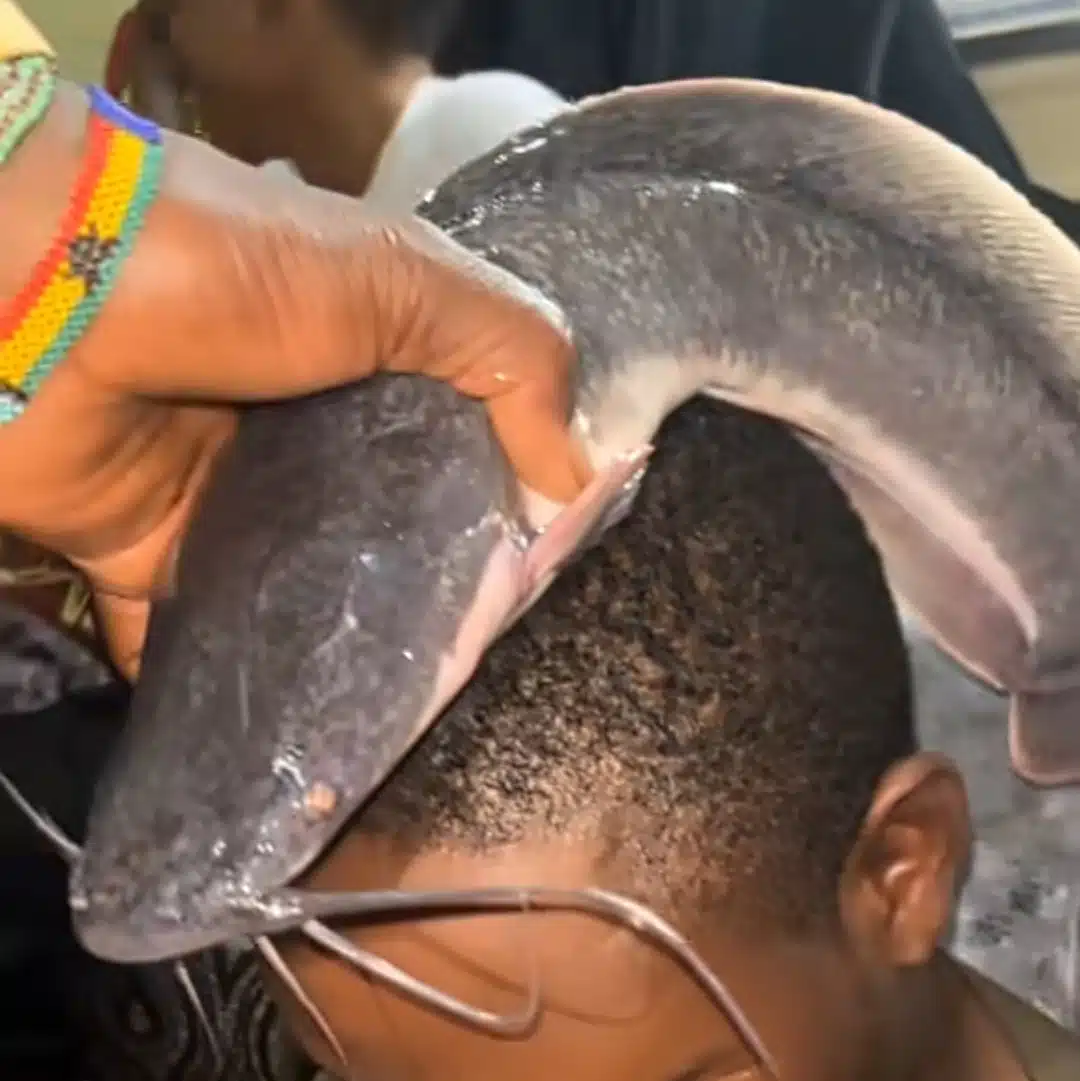 "My matter don pass fish, put crocodile" - Reactions as herbalist places live catfish on clients' heads