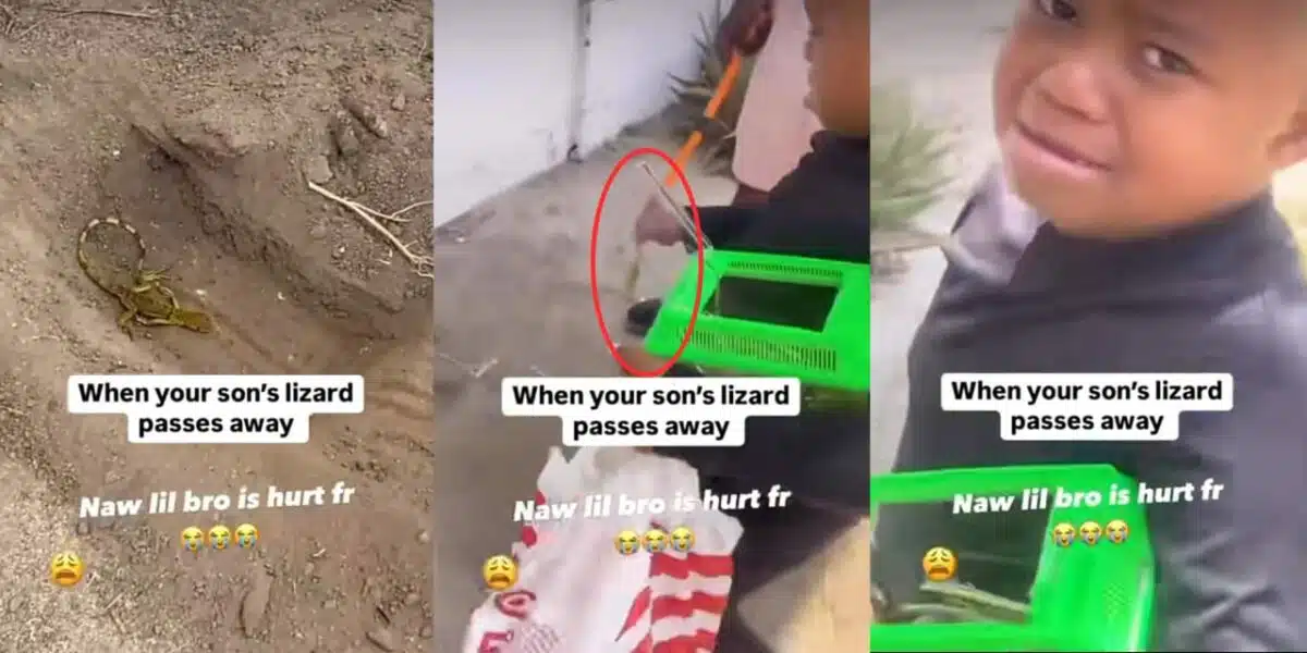 Little boy weeps as his pet lizard passes away, laid to rest with heartfelt mourning song