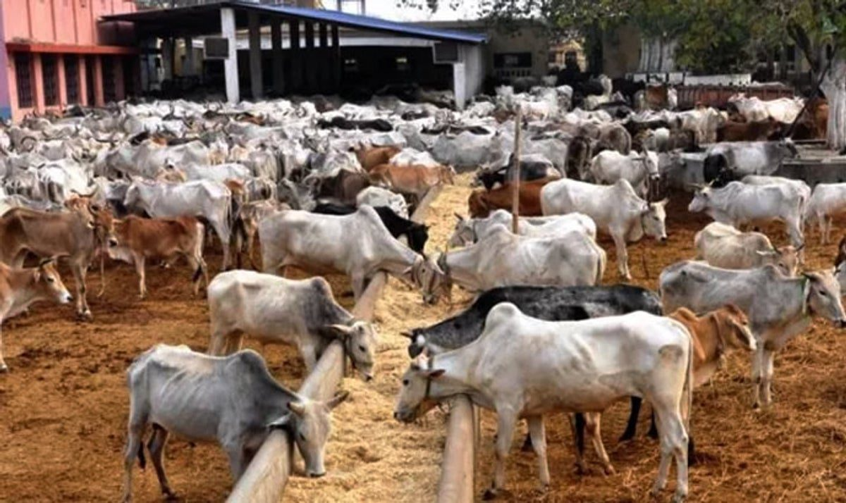 Bauchi Gov’t Flags Off Mass Vaccination Against Anthrax  