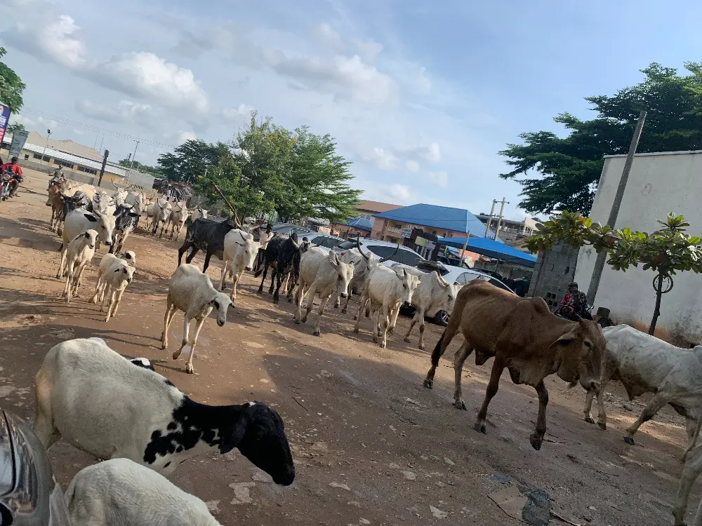 Open Grazing: Months after Wike’s threat, cows roam FCT roads freely